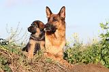BERGER ALLEMAND 550